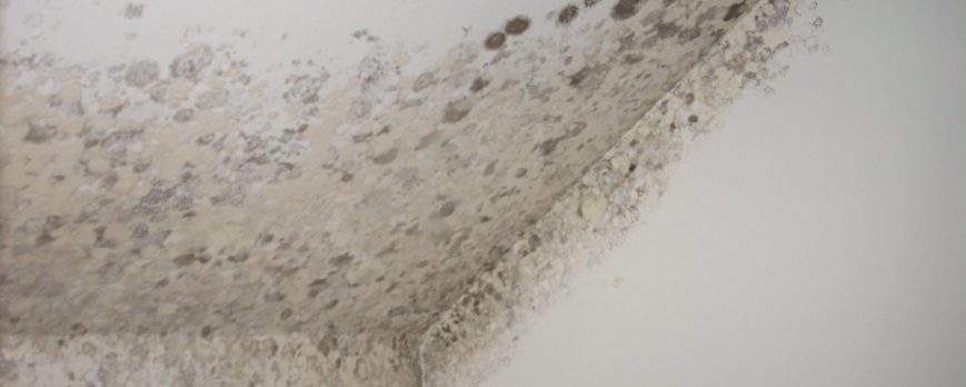 ¿Problemas de humedad en paredes?