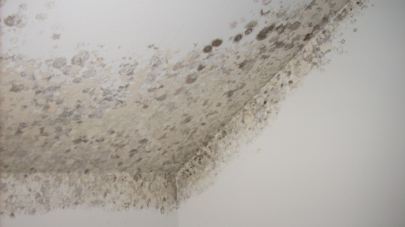 ¿Problemas de humedad en paredes?