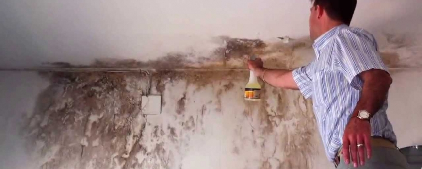 Descubre el antimoho que, en pocos minutos, limpiará y desinfectará tus paredes