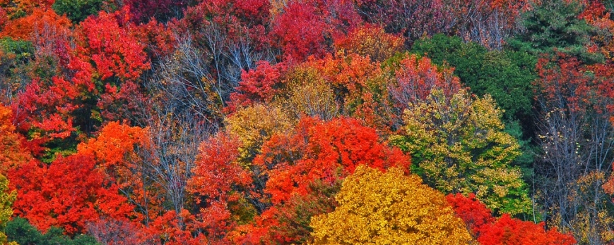 Paleta de colores para pintar las paredes de tu hogar este otoño
