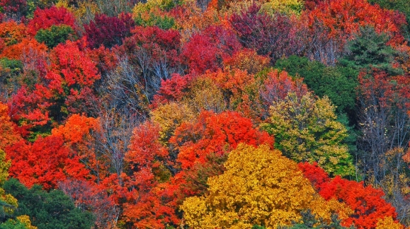 Paleta de colores para pintar las paredes de tu hogar este otoño